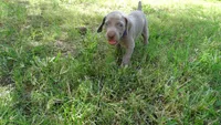 $500 SPECIAL DISCOUNT! PURPLE GIRL/Ivanka, a female Weimaraner for sale in Las Vegas, NV – 9 of 10
