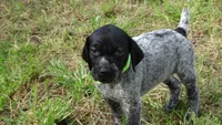 GREEN GIRL/DAKOTA,DOB: 07/26/26, a female German Shorthaired Pointer for sale in Las Vegas, NV – 8 of 10