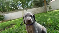 $500 SPECIAL DISCOUNT! PURPLE GIRL/Ivanka, a female Weimaraner for sale in Las Vegas, NV – 10 of 10
