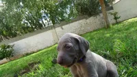$500 SPECIAL DISCOUNT! PURPLE GIRL/Ivanka, a female Weimaraner for sale in Las Vegas, NV – 8 of 10