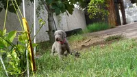 PINKY GIRL/IVANKA, a female Weimaraner for sale in Las Vegas, NV – 7 of 10