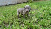 $500 SPECIAL DISCOUNT! GREEN BOY/IVANKA, a male Weimaraner for sale in Las Vegas, NV – 7 of 10