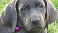 RED BOY/LUNA, a male Weimaraner for sale in Las Vegas, NV – Photo 3 of 10