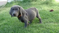 RED BOY/LUNA, a male Weimaraner for sale in Las Vegas, NV – Photo 6 of 10