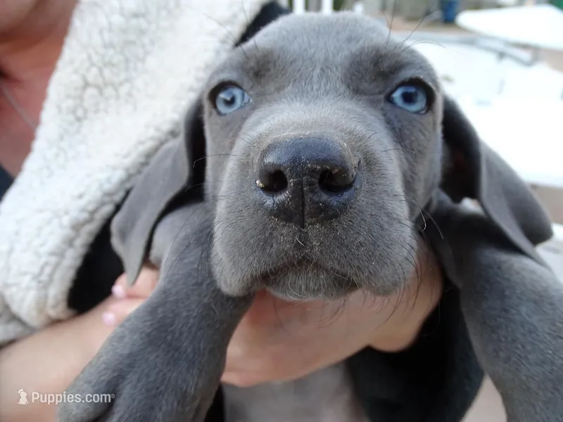 RED BOY/LUNA – Weimaraner puppy for sale in Las Vegas, NV