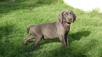 RED BOY/LUNA, a male Weimaraner for sale in Las Vegas, NV – Photo 7 of 10