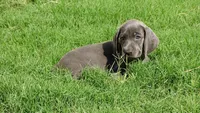 RED BOY/LUNA, a male Weimaraner for sale in Las Vegas, NV – Photo 9 of 10