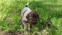 BLUE BOY/DAKOTA,DOB:07/26/26, a male German Shorthaired Pointer for sale in Las Vegas, NV – 3 of 10