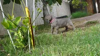 PINKY GIRL/IVANKA, a female Weimaraner for sale in Las Vegas, NV – 8 of 10