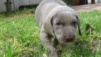 $500 SPECIAL DISCOUNT! GREEN BOY/IVANKA, a male Weimaraner for sale in Las Vegas, NV – 3 of 10