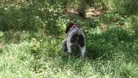 Pinky Girl/Sparta, a female German Shorthaired Pointer for sale in Las Vegas, NV – 3 of 10