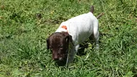 Orange Girl/Sparta, a female German Shorthaired Pointer for sale in Las Vegas, NV – 4 of 9