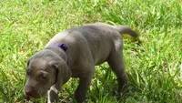 $500 SPECIAL DISCOUNT! PURPLE GIRL/Ivanka, a female Weimaraner for sale in Las Vegas, NV – 6 of 10