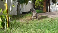 PINKY GIRL/IVANKA, a female Weimaraner for sale in Las Vegas, NV – 3 of 10