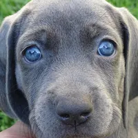 BROWN BOY/Elena, a male Weimaraner for sale in Las Vegas, NV – Photo 5 of 5