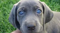 BROWN BOY/Elena, a male Weimaraner for sale in Las Vegas, NV – Photo 5 of 5