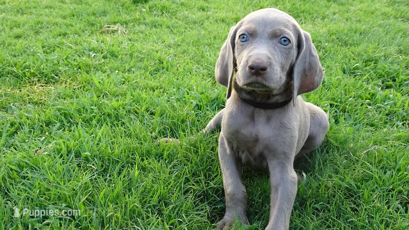 BROWN BOY/Elena, a male Weimaraner for sale in Las Vegas, NV – Photo 1 of 5