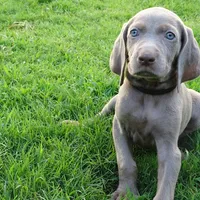 BROWN BOY/Elena, a male Weimaraner for sale in Las Vegas, NV – Photo 1 of 5