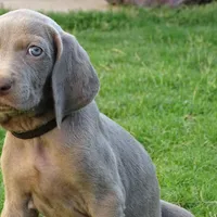 BROWN BOY/Elena, a male Weimaraner for sale in Las Vegas, NV – Photo 4 of 5