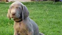 BROWN BOY/Elena, a male Weimaraner for sale in Las Vegas, NV – Photo 4 of 5