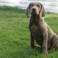 BROWN BOY/Elena, a male Weimaraner for sale in Las Vegas, NV – Photo 3 of 5