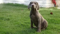 BROWN BOY/Elena, a male Weimaraner for sale in Las Vegas, NV – Photo 3 of 5