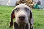 BROWN BOY/Elena, a male Weimaraner for sale in Las Vegas, NV – Photo 2 of 5