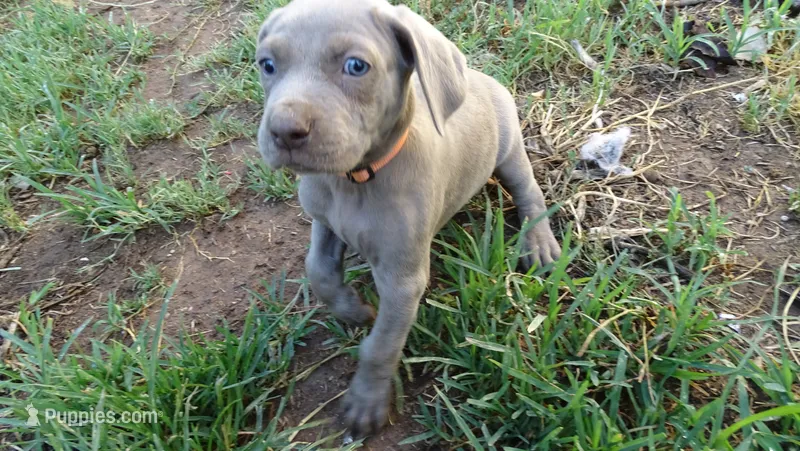 BLUE BOY/ELENA – Weimaraner puppy for sale in Las Vegas, NV