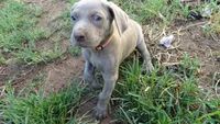 BLUE BOY/ELENA, a male Weimaraner for sale in Las Vegas, NV – 1 of 9