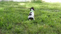 GREEN BOY/DAKOTA,DOB:07/26/26, a male German Shorthaired Pointer for sale in Las Vegas, NV – 7 of 10