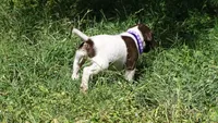 Purple Boy/Sparta, a male German Shorthaired Pointer for sale in Las Vegas, NV – 9 of 10