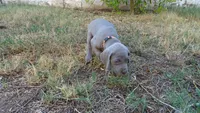 BLUE BOY/ELENA, a male Weimaraner for sale in Las Vegas, NV – 5 of 9