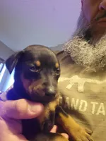 Dinna, a female Doberman Pinscher for sale in Rio Rancho, NM – 2 of 2