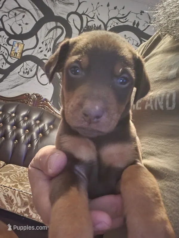 Rusty  – Doberman Pinscher puppy for sale in Rio Rancho, NM