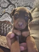Rusty , a male Doberman Pinscher for sale in Rio Rancho, NM – 1 of 2
