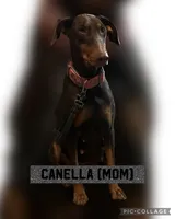 3 males/2 females, a male Doberman Pinscher for sale in Rio Rancho, NM – Photo 2 of 5