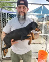 Nina, a female Doberman Pinscher for sale in Rio Rancho, NM – 2 of 2