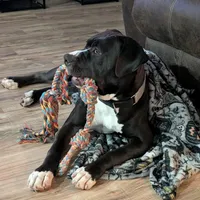 Morena, a female American Bully for sale in Rio Rancho, NM – Photo 2 of 2