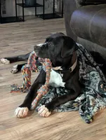 Morena, a female American Bully for sale in Rio Rancho, NM – Photo 2 of 2