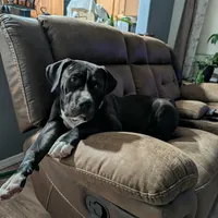 Morena, a female American Bully for sale in Rio Rancho, NM – Photo 1 of 2