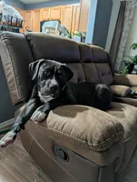 Morena, a female American Bully for sale in Rio Rancho, NM – Photo 1 of 2