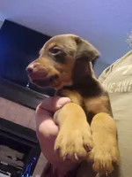 Rusty , a male Doberman Pinscher for sale in Rio Rancho, NM – 2 of 2