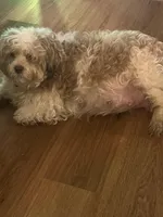 Prince , a male Shih Tzu for sale in Rio Rancho, NM – Photo 5 of 5