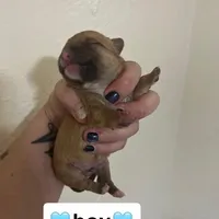 Prince , a male Shih Tzu for sale in Rio Rancho, NM – Photo 1 of 5