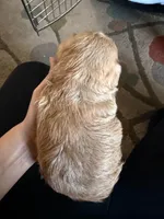 Prince , a male Shih Tzu for sale in Rio Rancho, NM – Photo 2 of 5