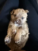 Prince , a male Shih Tzu for sale in Rio Rancho, NM – Photo 3 of 5