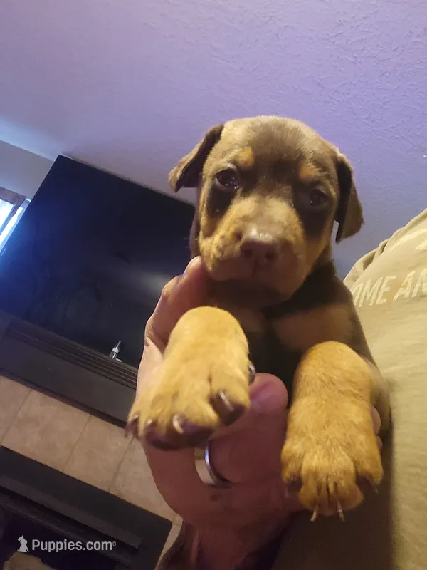 Red – Doberman Pinscher puppy for sale in Rio Rancho, NM