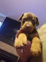 Red, a male Doberman Pinscher for sale in Rio Rancho, NM – 1 of 1