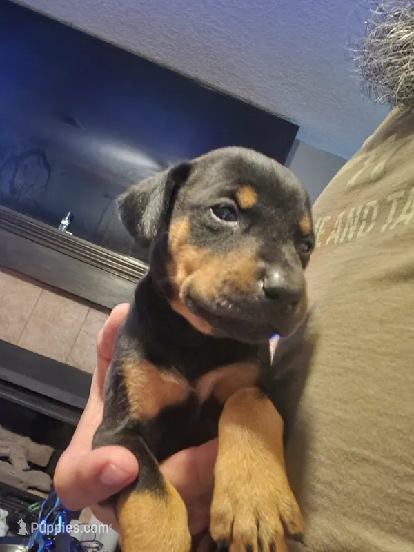 Dinna – Doberman Pinscher puppy for sale in Rio Rancho, NM