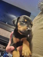Dinna, a female Doberman Pinscher for sale in Rio Rancho, NM – 1 of 2